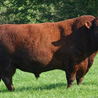 Devon bull and cow